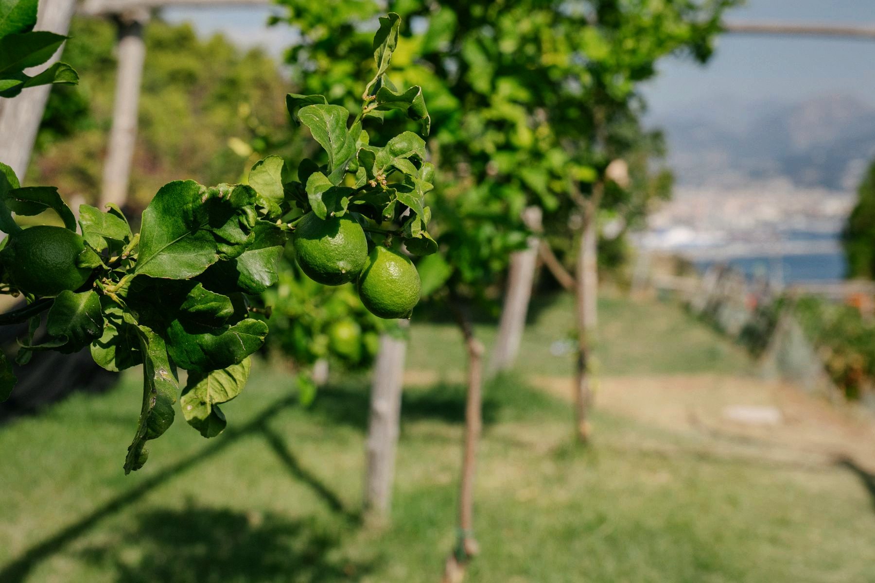 Limoni ancora verdi sul ramo, con il golfo sfocato sullo sfondo