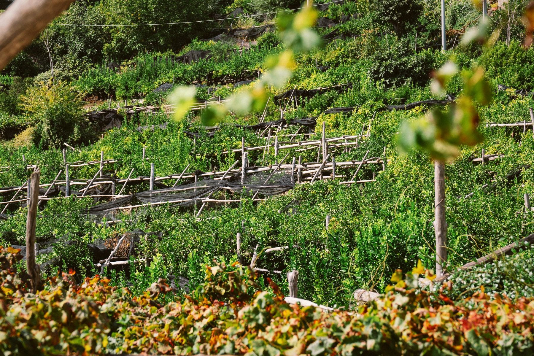 Pergolati di pali di castagno tra i limoni