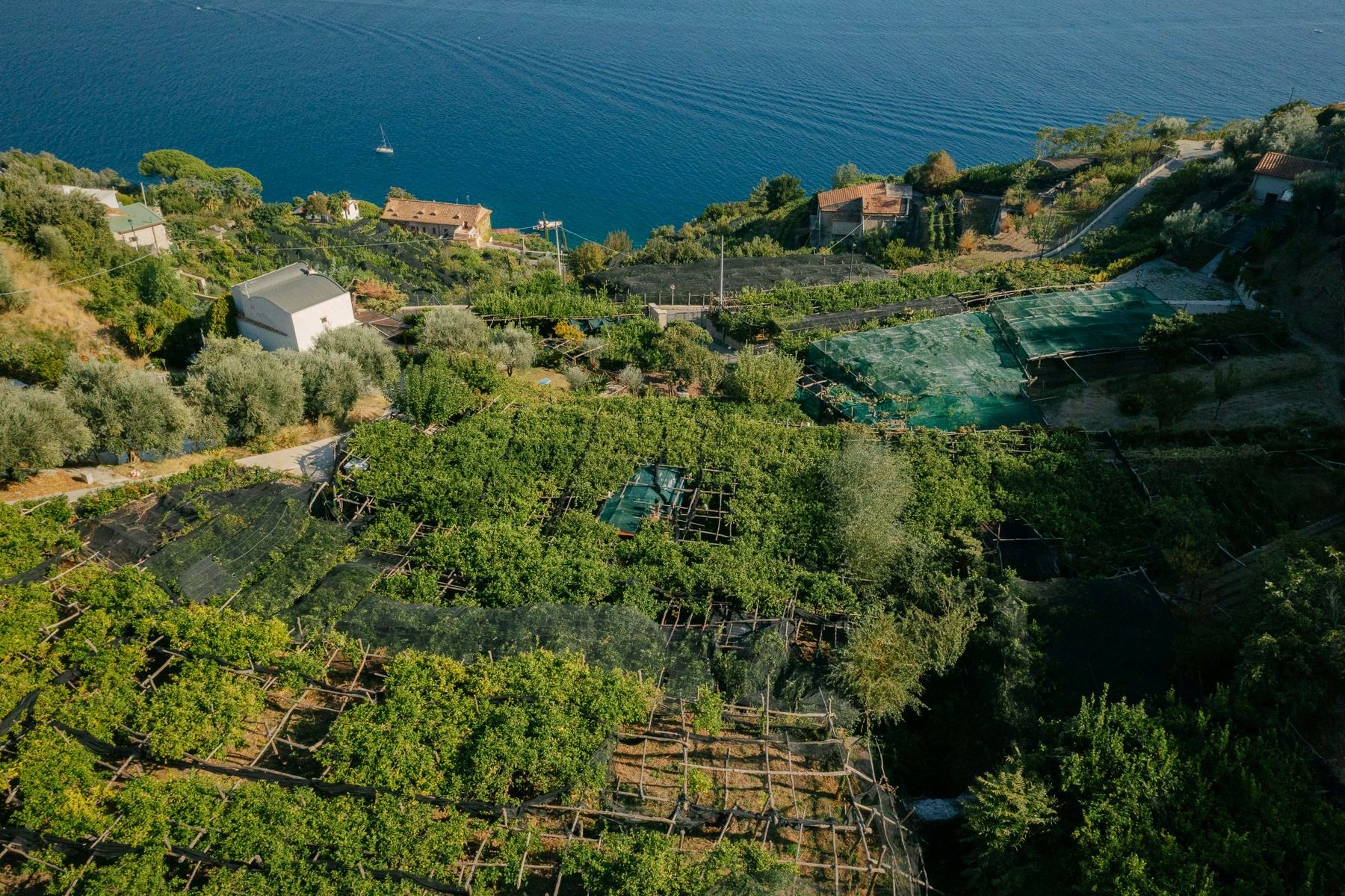 I terrazzamenti con i limoni, visti dall'alto